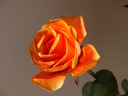                  Orange Rose catching the Sun's Raysの写真素材