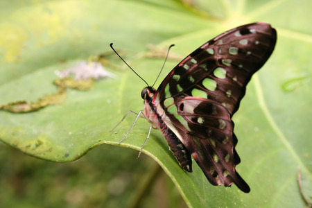 Green & Black butterfly with shades of red on a green leaf