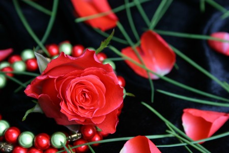 Valetines day rose with bracelet and petalsの写真素材