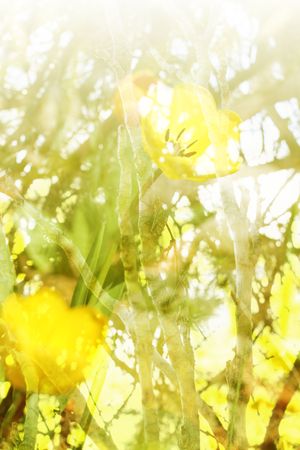 Yellow floral and twig background with sun through the branchesの写真素材