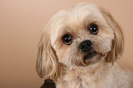 Portrait of a cute Shitzu dog with light coatの写真素材