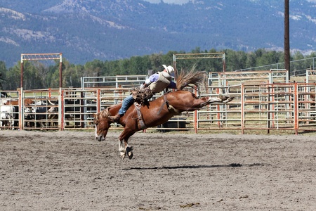 MERRITT, B.C. CANADA - SEPTEMBER 3: Cowboy during bareback event at The 52nd Annual Pro Rodeo September 3, 2011 in Merritt British Columbia, Canadaのeditorial素材