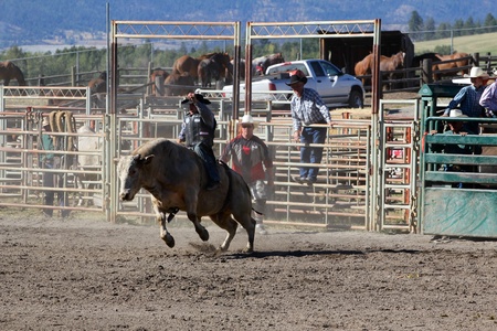 MERRITT, B.C. CANADA - SEPTEMBER 3: Cowboy during bull riding event at The 52nd Annual Pro Rodeo September 3, 2011 in Merritt British Columbia, Canadaのeditorial素材