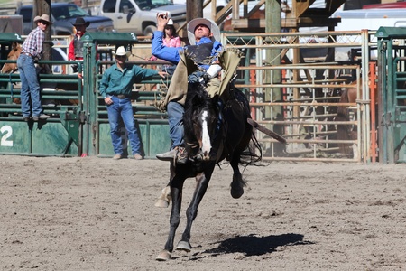 MERRITT, B.C. CANADA - SEPTEMBER 3: Cowboy during bareback event at The 52nd Annual Pro Rodeo...