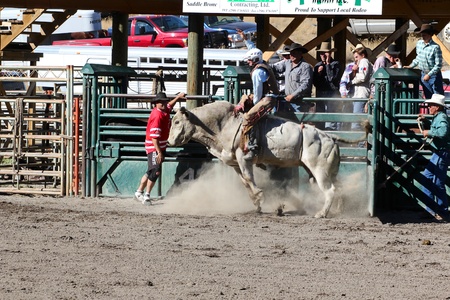 MERRITT, B.C. CANADA - SEPTEMBER 3: Cowboy during bull riding event at The 52nd Annual Pro Rodeo September 3, 2011 in Merritt British Columbia, Canadaのeditorial素材