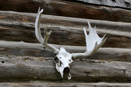 Elk antlers mounted against a log cabin outside wallの写真素材