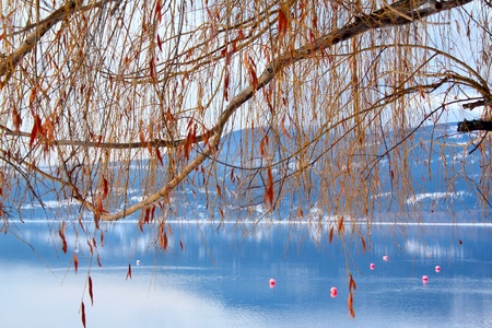 Willow trea near blue lake with floating buoysの写真素材