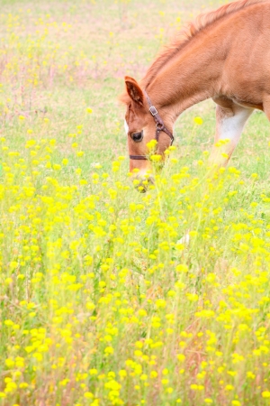 Beautiful six week old colt in the pastureの写真素材