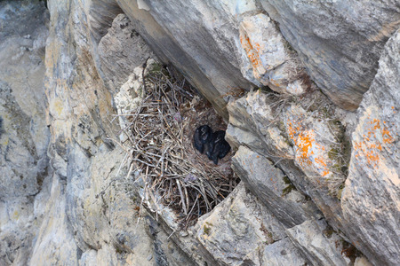 Two baby crows in a nest on a mountain sideの写真素材