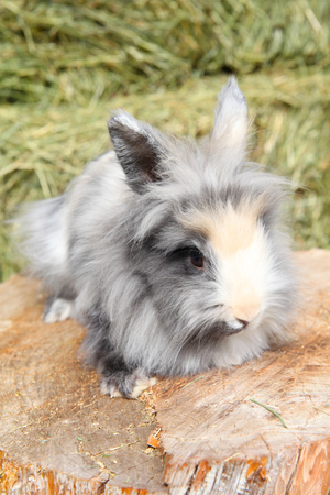 Lionhead rabbit sitting on a log against hay backgroundの写真素材