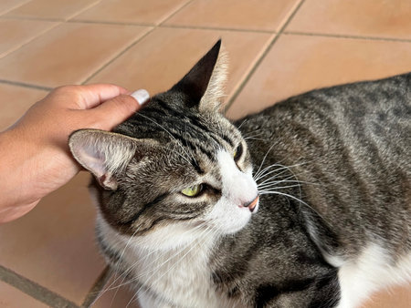 Cat with green eyes caressed by a woman. World animal day.の写真素材