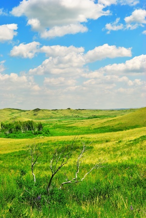 Dry tree and  Green hills of steppe by summer.の写真素材