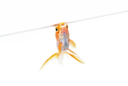 Goldfish in aquarium near surface of water. White background.  Isolated. Without shade.の写真素材