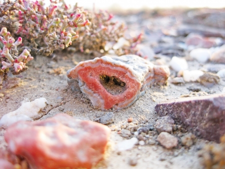 Agate in nature. Betpakdala desert in Kazakhstan. Northern Hunger Steppe.の写真素材