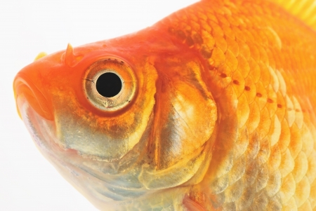 Portrait of Goldfish on White Backgroundの写真素材