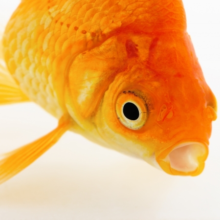 Portrait of Goldfish on White の写真素材