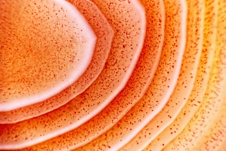 Red agate macro. Kazakhstanの写真素材