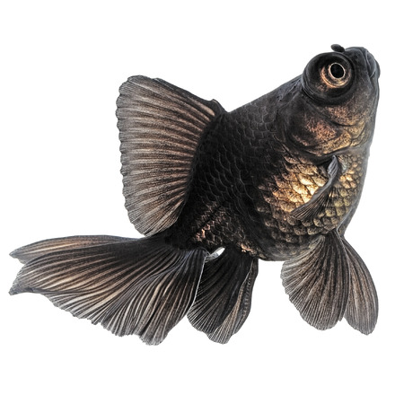 Black  Goldfish Isolated on White Background の写真素材