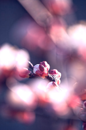 Spring blossom bud with beautiful colorful bokehの写真素材