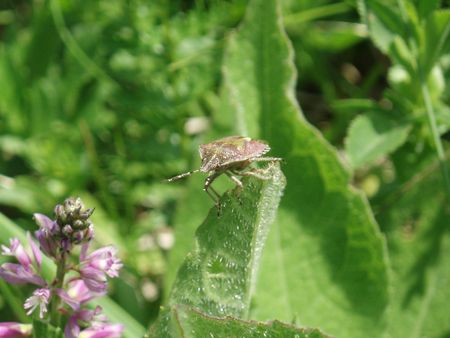 Green Medow and bug