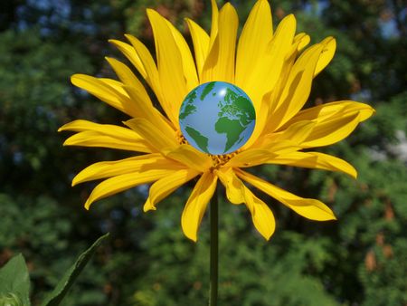 Yellow Flower and Globeの写真素材