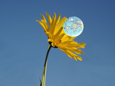 Yellow Flower and Globeの写真素材