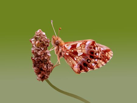 Butterflyの写真素材