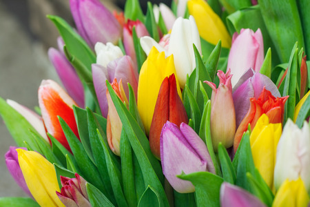 Fresh tulips close up.の写真素材