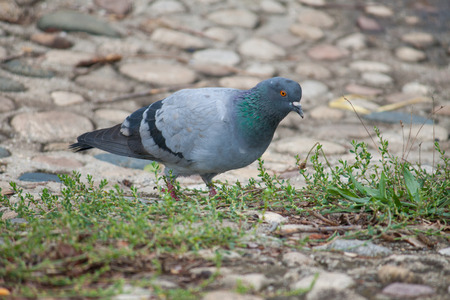 Walking pigeon wooking for grains.の写真素材