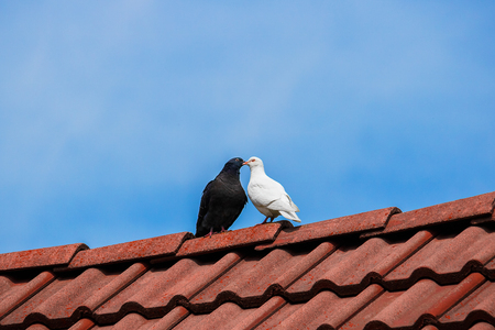 Love knows no color - Black and white doves kissing on a roof top.の写真素材