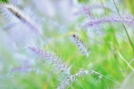 Bokeh shot of wild ornamental grassの写真素材