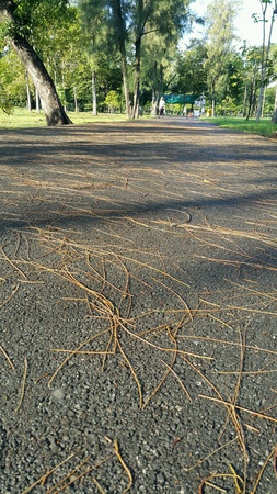 Pine parkの素材
