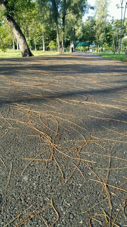 Pine parkの素材