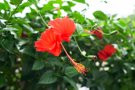 Red Chinese Rose, Shoe flower or a flower of red hibiscus with green leaves, Scientific name as Hibiscus rosa-sinensis L.の写真素材