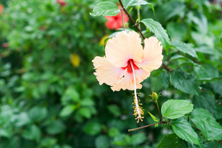 Pink Chinese Rose, Shoe flower or a flower of red hibiscus with green leaves, Scientific name as Hibiscus rosa-sinensis L.の写真素材