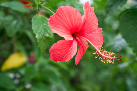 Red Chinese Rose, Shoe flower or a flower of red hibiscus with green leaves, Scientific name as Hibiscus rosa-sinensis L.の写真素材