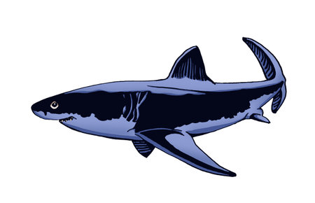 Graphical color shark on white isolated, blue magalodon. Vector illustration,marine lifeのイラスト素材