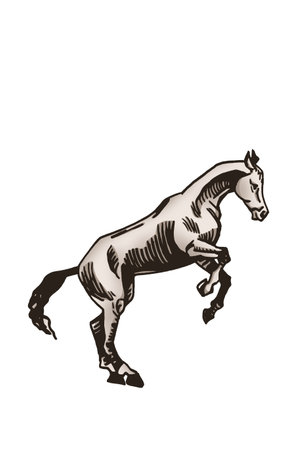 Vector hand-drawn color horse isolated on white background,graphical illustrationのイラスト素材