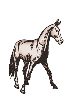 Vector hand-drawn color horse isolated on white background,graphical illustrationのイラスト素材