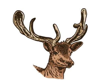 Graphical vector portrait of deer isolated on white background,hand drawn color illustrationのイラスト素材