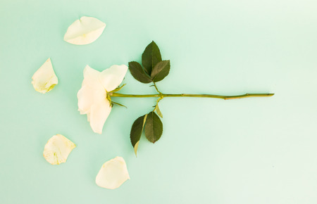 Falling petals of a white  rose on green background.の写真素材