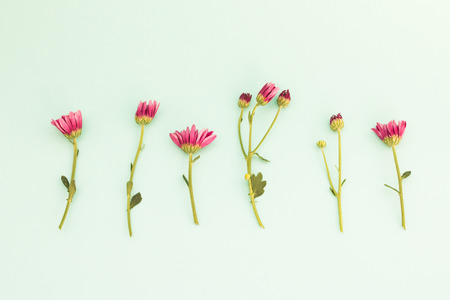 Pink colored flowers isolated on green background