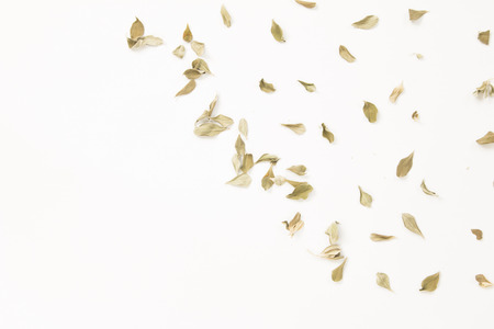 Dried leaves  branch on white background, top view.の写真素材