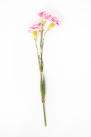 Pink carnations flowers on white background.の写真素材