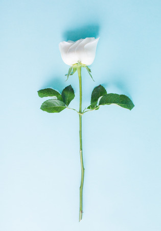 Top view of white rose and leaves on green background.の写真素材