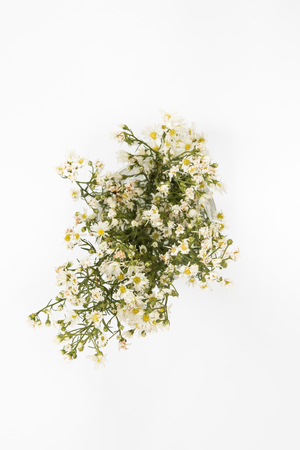 White cutter flower  on white background.の写真素材