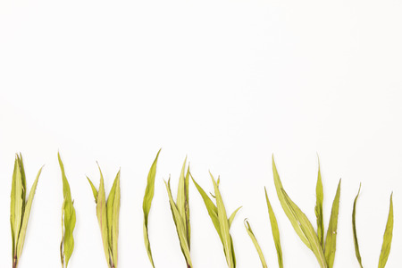Dried leaves  branch on white background, top view.の写真素材