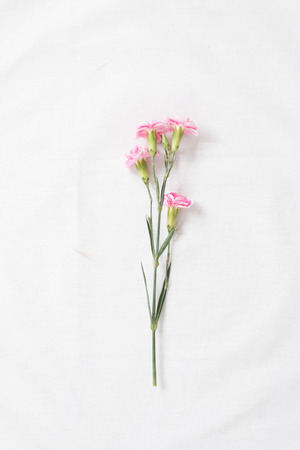 Pink carnations flowers on white fabric background.の写真素材