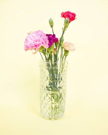Colorful carnations in glass on yellow background.の写真素材