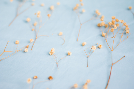 Dry flowers on blue fabric background.の写真素材